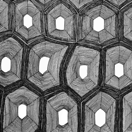 Turtle shell #07